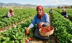 Çilek Hangi Mevsimde Yetişir? Bölgelere Göre Tam Hasat ve Ekim Takvimi