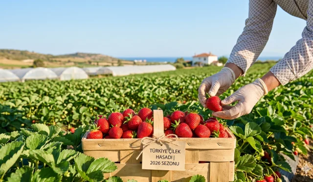 Çilek Ne Zaman Çıkar? 2026 Çilek Sezonu ve Kapsamlı Hasat Rehberi